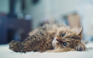 Kitten blurry background blue eyes - a kitten free wallpaper