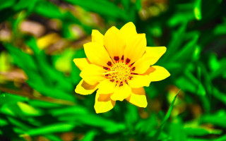 Yellow flower red center green - a green field of grass free wallpaper