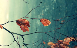 Branch leaves autumn blurry outdoor - a few leaf free wallpaper