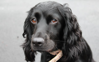 Black dog sad collar leash 2 - a black dog free wallpaper