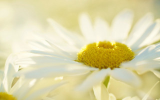 White flower yellow center macro 4 - yellow center free wallpaper