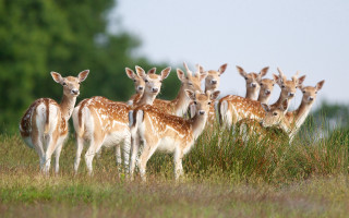 Deer forest grass nature bird - top of a grass free wallpaper