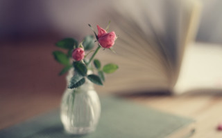 Vase roses table book pen - a vase free wallpaper