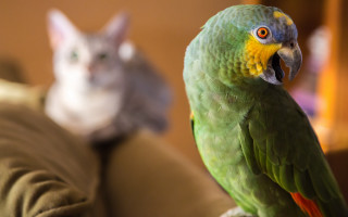 Green parrot gray cat reflection - a yellow beak free wallpaper