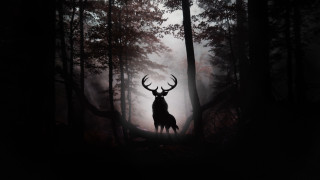Deer forest fog gothic matte - the air above free wallpaper