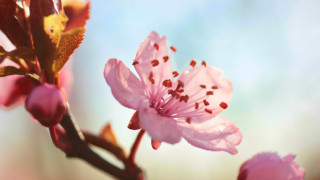 Pink flower branch blue sky 3 - shallow free wallpaper for desktop