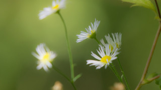 Daisy closeup blurry background macro - a close up of a bunch free wallpaper