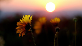 Yellow sunflower field sunset moon - the sun in the background free wallpaper