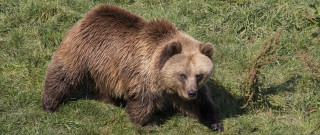 Brown bear grassy field forest - primitivism free wallpaper
