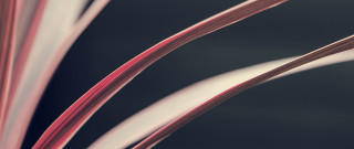 Red stem plant ultrafine detail - thin free wallpaper
