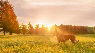 Dog sunset field trees anamorphic - the cloud free wallpaper