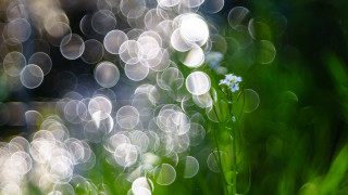 Blurry flower bokeh macro water - bokeh free wallpaper