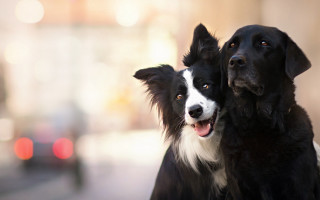 Black white dogs street corner - free dogs wallpaper