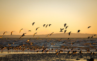 Birds beach sunset flying ocean - a flock of birds free wallpaper