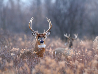 Deer antlers field tall grass - tall grass free wallpaper