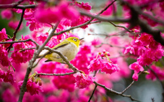 Bird branch cherry blossoms spring 3 - a branch of a tree free wallpaper