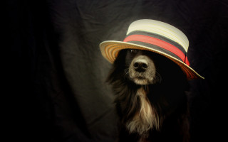 Dog hat black background animal - elke vogelsang free wallpaper