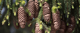 Pine cones branch forest nature - a forest setting free wallpaper