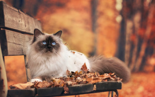Cat park autumn blurry fire - the ground and a tree in the background free wallpaper