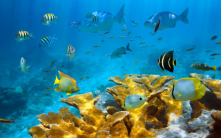 Fish coral reef ocean sunlight 3 - carl critchlow free wallpaper