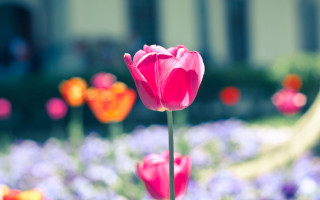 Pink flower purple field building - betty merken free wallpaper
