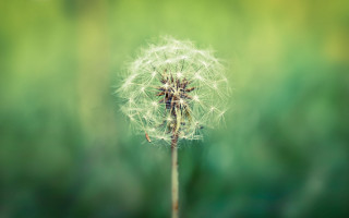 Dandelion blowing wind ecological macro - a dandelion free wallpaper