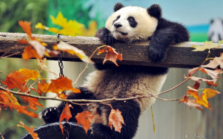 Panda climbing fence autumn leaves - bian jingzhao free wallpaper