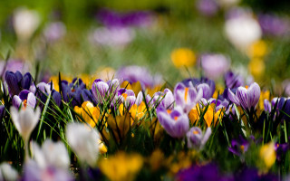 Purple yellow flower field bokeh - the background and a blurry background free wallpaper