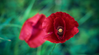 Red flower macro bokeh nature - green background free wallpaper