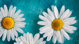 White daisies blue plate yellow - claire dalby free wallpaper for desktop