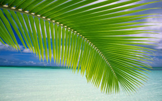 Palm leaf tropical beach blue - tropical free wallpaper