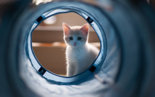 White cat blue tube illusion - optical free wallpaper