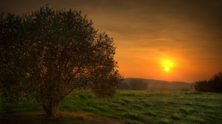 Tree sunset dark sky clouds 2 - derold page free wallpaper