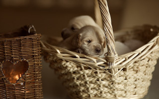 Puppies basket candle heart art - candle free wallpaper