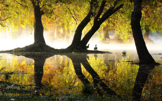 Ducks island autumn leaves magic - a small island free wallpaper