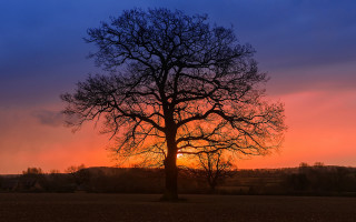 Tree sunset autumn leaves mountain - a sunset in the background free wallpaper