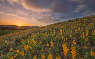 Sunset field yellow flowers clouds - yellow flower free wallpaper