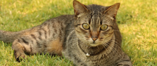 Sad cat in grass carlos 2 - neoplasticism free wallpaper