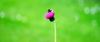 Bee flower grass field ecological - a green field free wallpaper