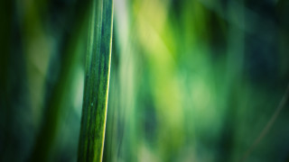Green plant macro blurry background - stem and a blurry background free wallpaper