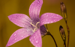 Purple flower water droplets yellow 3 - a brown wall free wallpaper