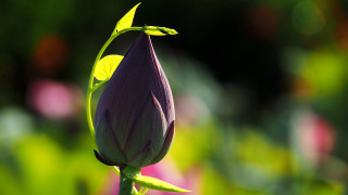 Purple flower green stem bokeh - a purple flower free wallpaper