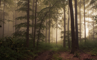Forest path fog bench bamboo - a bench in the middle free wallpaper