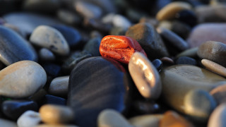 Red object rocks pebbles macro - bascove free wallpaper