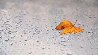 Single leaf on wet surface - a single leaf free wallpaper
