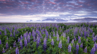 Purple flower mountains sunset clouds - sunset free wallpaper