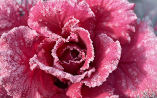 Pink frosted cherry blossom macro - frost free wallpaper