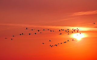 Birds sunset flying clouds ocean - a flock of birds free wallpaper
