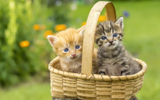 Kittens basket outdoor grass blurry - outside free wallpaper