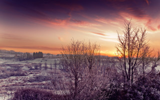 Sunset snowy field trees bushes - distant free wallpaper